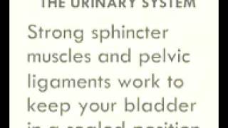 How does the bladder work  Overactive Bladder Control Problems [upl. by Lleumas]