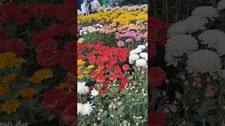 Flower exhibition AND Mela at Bhanubhawan mini vlog minivlogflowergarden flower [upl. by Estrin740]