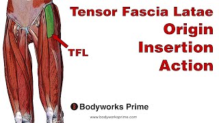 Tensor Fasciae Latae TFL Anatomy Origin Insertion amp Action [upl. by Marrissa]