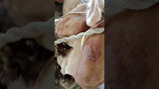 uterine prolapse treatment with calcium in cow1 [upl. by Dasya455]