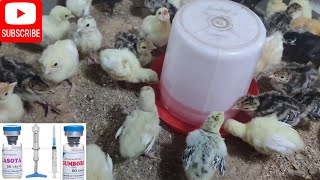 How To Give Lasota Gumboro Vaccine To Turkeys Prevent Disease in Turkey Farming [upl. by Alesig]