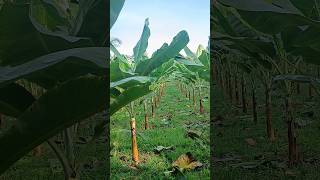 spray ng foliar agriculture farmer farming [upl. by Anuahsal]