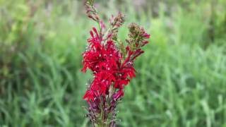 Native Plant Series Royal Catchfly and Cardinal Flower [upl. by Biagio]