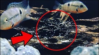 Firemouth Cichlid Breeding [upl. by Nere]