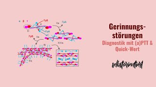 Diagnostik von Gerinnungsstörungen mit Partieller Thromboplastinzeit amp QuickWert  Wann erhöht [upl. by Cotterell370]