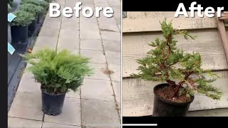 Juniper Nursery Stock Into Bonsai [upl. by Eilzel848]