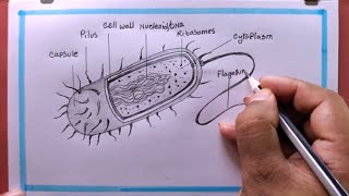 Drawing Prokaryotic CellHow To Draw Prokaryotic CellProkaryotic Cell Drawing [upl. by Aticilef662]