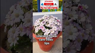 cineraria flower care videos tips shortvideo flowersgardening gardengardenflowerplantsshorts [upl. by O'Kelly260]