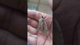 moth caterpillar with aararum manasil ninnorikkalum song  shorts  towardthenature [upl. by Sucram]