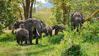 African Elephants [upl. by Hamlet]