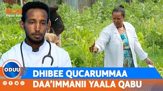 DHIBEE QUCARUMMAA DAA’IMMANII YAALA QABU [upl. by Llerrit]