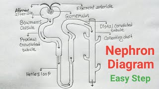 How To Draw Nephron Diagram With Label Step By Step  Nephron Drawing CBSE Syllabus [upl. by Vena884]