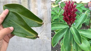 Tips for propagating Costus speciosus from leaves [upl. by Evangeline]