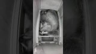 Racoon sleep like baby  Caught On Ring camera shorts racoon animals [upl. by Ahsiled]