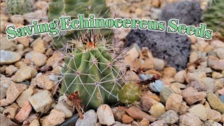 Saving Echinocereus Seeds [upl. by Aninotna]