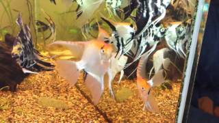 Gold Marble Gold Marble Ghosts and other Marble Angelfish [upl. by Attenborough427]