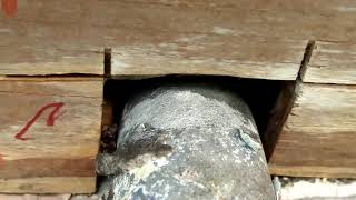 Performing Rodent Pest Proofing With Sheet Metal Preventing Mice amp Rats From Getting Into Your Attic [upl. by Islaen]