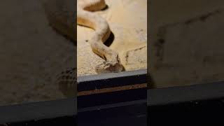 Amazing Horned Viper says hi venomoussnakes reptiles snakes viper amazinganimals [upl. by Blythe539]