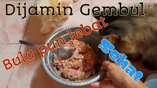 Cara Membuat Makanan Kucing Agar Cepat Gendut dan Bulunya lebat [upl. by Eerased]