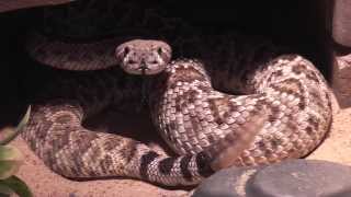 Pissed off Rattlesnake [upl. by Dmitri]