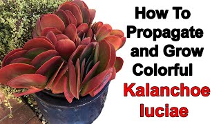 How to propagate more Kalanchoe luciae and achieve its vibrant colors [upl. by Ennahtebazile]