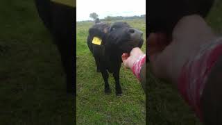 Süsses Kalb Kuh Cow Wellness lustig funny scratch me Kratz mich Es juckt [upl. by Eneloc561]