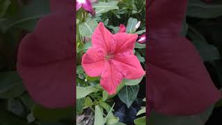 Surfinia plant gardenflowers flowers gardening garden nature [upl. by Leinahtan]