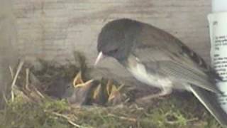 Junko Bird Chicks Life in the Nest [upl. by Kumler801]