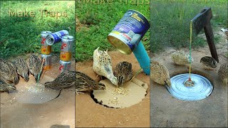 Amazing Bird Trap Quail Trap shorts [upl. by Yaya]