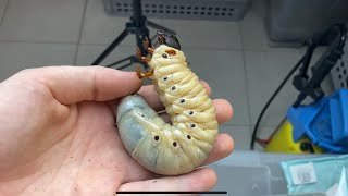 Hercules beetle lifecycle [upl. by Ennobe]