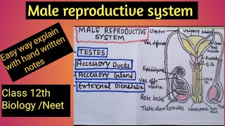 Male Reproductive System l diagram l sexual reproduction in human l Class 12th l Neet l [upl. by Notsgnik]