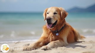 Dog Music  Relaxing Sounds for Dogs with Anxiety Helped 4 Million Dogs Worldwide [upl. by Koetke]