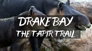 The Tapir Trail  Corcovado National Park [upl. by Ahsiyk90]