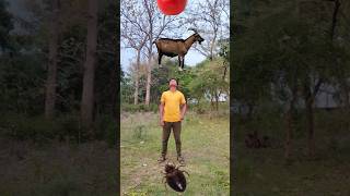 Goatcocrojapplesweet fruits animal insects eating for me vfx funny magicshortsvfxanimals [upl. by Katzman43]