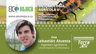 Eko Bojacá  Capacitación virtual  Entomología Agrícola II [upl. by Penelopa]