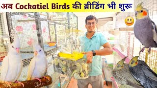 Finally Cockatiel Birds Set Ho Gaye  अब आएगा मजा😃 [upl. by Ahsla]