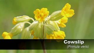 Cowslip HD UK Wildflowers 1 [upl. by Esbenshade808]