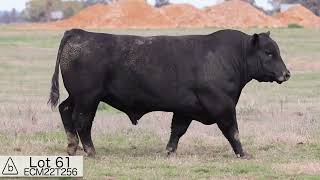 Lot 61 ECM22T256 Bannaby Angus 2024 [upl. by Ayanahs]