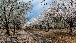 פריחת עצי השקד 🌸 Almond blossom 🌲 Amygdalus communis [upl. by Thera]