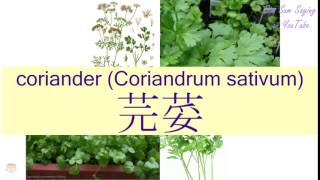 quotCORIANDER CORIANDRUM SATIVUMquot in Cantonese 芫荽  Flashcard [upl. by Nanine]