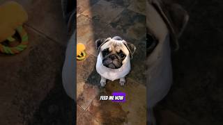 feed me now ❤️ dog pug funny pets puppy fyp shorts [upl. by Potts]