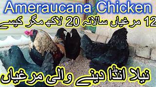 Ameraucana Chisken  Blue Egg Laying Chickens  Neela Anda Dene Wali Murghi wildroosters [upl. by Bello158]