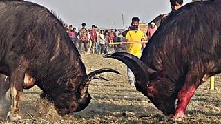 CHAMPIONPUKHULI DA VS MUNIYA 🥰🥸😱☠️ mohjuj bull wildlife mohjuj2024 mohjujrajaofficial [upl. by Jandel]