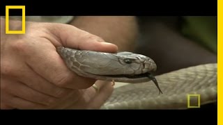 Worlds Largest Spitting Cobra  National Geographic [upl. by Wilbert82]