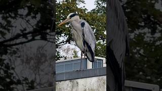 reiger heron on rooftop on the lookout birds amsterdam bos forest nederland netherlands [upl. by Slin]