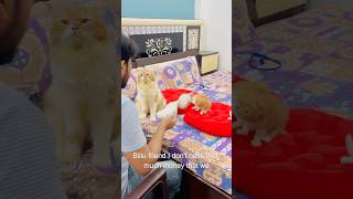 Billu amazing😜😜catcomedy billicomedy viralcat cat catshorts sajidcat catvideo [upl. by Suiradel]