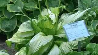 Hostas on Sun amp Slopes [upl. by Sirod699]