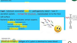 Microbiology 288 f Helicobacter pylori Pathogenesis [upl. by Salene]