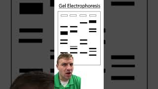 Gel Electrophoresis [upl. by Claudelle]