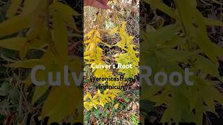 Perennial Plant Care Culvers Root nativeflowers wildflowers butterflies gardening [upl. by Annairt]